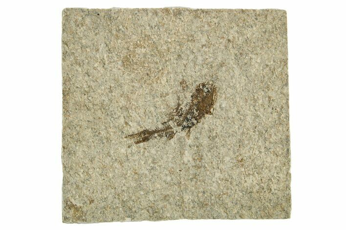 Oligocene Fossil Lanternfish (Eomyctophum) - Poland #374317
